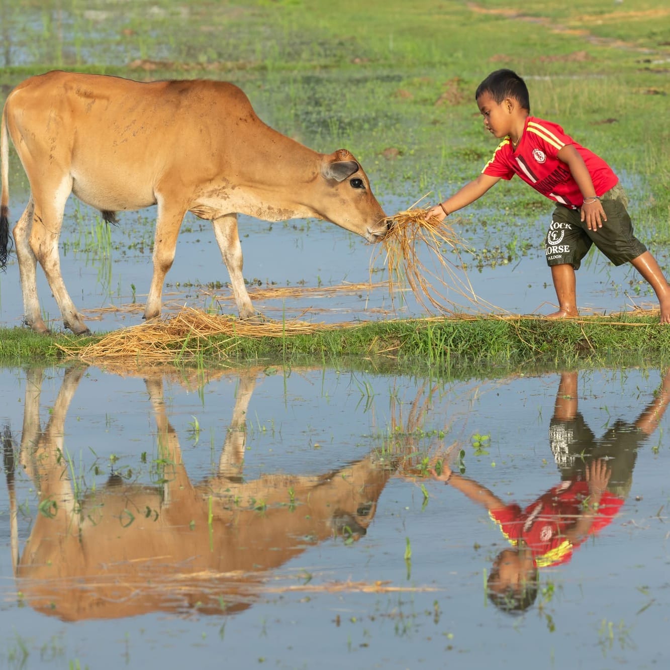 Arròs mutant indi, UE contra Silicon Valley, Pajaporte+ i enquestes (Newsletter 8/02/2026)